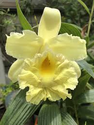 Image result for Urochloa xantholeuca