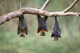 Residents most often hear bat sounds at night or in the early morning when the pests are either leaving or they also use their wings as hands to climb and crawl, so homeowners may hear scratching on walls. Bat Symbolism Dreams And Messages Spirit Animal Totems