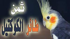 افضل انواع طيور الكوكتيل farizmedia com