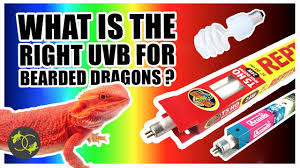 Bearded Dragon Care – Aquariums West