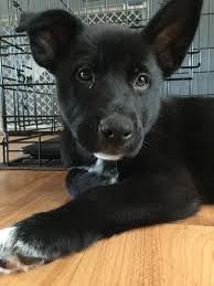 Black And Brown Husky Shepherd Mix 1 2 German Shepherd 1 4 Husky 1 4 Lab My Boy Bear Mixed Breed Dogs Puppy Mix Shepherd Mix Dog