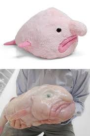Blobfish appear in the pink egg nest. Pin On Dravens Tales 2007 2014