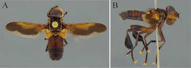 Image result for Terminalia trichopoda