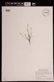 Image result for Fimbristylis madagascariensis