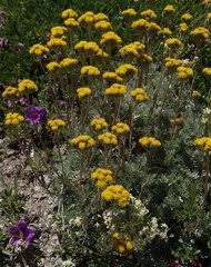 Image result for Pleiotaxis fulva