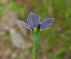 Occurs in victoria, south australia, new south wales, tasmania and western australia. Wahlenbergia Multicaulis Yarra Ranges Local Plant Directory
