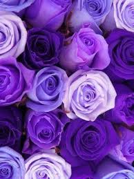 Pattern Tumblr Roses Wallpaper Full Hd Fybak Red Purple Roses Purple Flowers Purple Roses Shades Of Purple Purple roses wallpapers wallpaper cave purple images purple roses hd wallpaper and background photos 21933063 purple rose flowers flower hd wallpapers images pictures purple roses