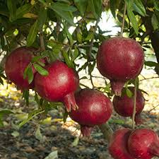 Fast and easy steps to. Growing Pomegranates In Northern California Finegardening