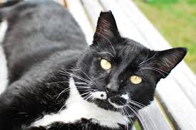 We believe it is our responsibility, as a community, to care for cats that have been forced, through human abandonment. Feral Cat Coalition Home Facebook