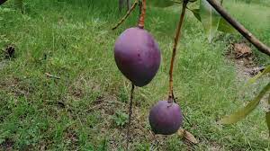 The largest fruits with the highest sugar content and the most vibrant red skin are sold as taiyo no tamogo (egg of the sun). Jxisbp88jndt M