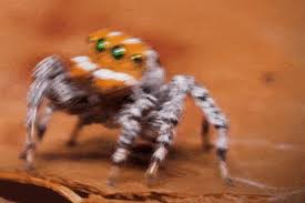 Browse and share the top peacock spider dancing gifs from 2021 on gfycat. Finding Nemo Citizen Science Discovers New Spider