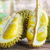 Durian manis, matang pohon, bebas pengawet di lapak online ucok durian medan. Wisata Ke Gunungkidul Jangan Lupa Beli Durian Kencono Rukmi Yang Unik Halaman All Kompas Com