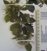 Image result for Pavetta gerstneri