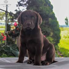 The cheapest offer starts at £975. Chocolate Labrador Puppies For Sale Adopt Your Puppy Today Infinity Pups