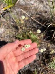 Image result for Eriocaulaceae