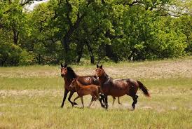 Deși am plecat pe nori. Excursie La Padurea Letea 8 Ore PlimbÄƒri In Delta DunÄƒrii