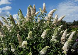 Die bunten, duftenden blüten der bekanntesten sorte buddleja davidii. Sommerflieder Wikipedia