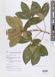 Image result for Oldfieldia