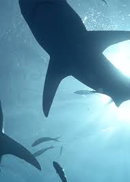 As most sharks age, they deposit calcium salts in their skeletal cartilage. Halal Juriaan Booij