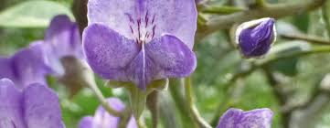 Department of agriculture plant hardiness zones 7 through 11. Texas Mountain Laurel Seeds San Marcos Greenbelt Alliance