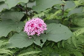Image result for Clerodendrum abilioi