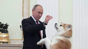Russian president vladimir putin has turned down the offer of a dog as a gift from the japanese japan gave mr putin a female akita called yume in 2012. Putin S Large Dog Yume Barks At Japanese Journalists Cnn