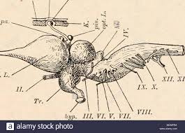 Puteți plăti cu cardul de credit sau de debit (visa, maestro, mastercard). Epiphyse Stockfotos Und Bilder Kaufen Alamy