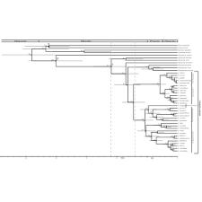 Image result for Kylicanthe rohrii