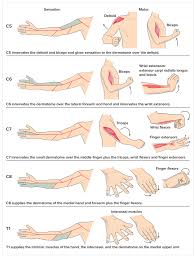 C5 C6 Cervical Radiculopathy Pinched Nerve Stretches Exercises Studypk Radiculopathy Physical Therapy Assistant Physical Therapy Student