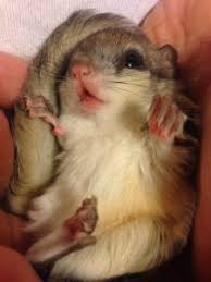 We did not find results for: Things To Consider Before Adopting A Flying Squirrel As Pet