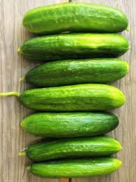 Image result for Cucumis engleri