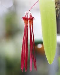 Image result for Bulbophyllum humblotii