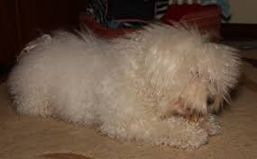 Vezi toate rasele de caini din lume poze, informatii, caracteristici si curiozitati pentru o lista cu peste 200 de rase de caini totul despre caini. Caini Potriviti Pentru Copii Top Ten Madalina Ciucu