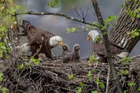Easter Eagles Bald Eagle Find My Friends Body Hurts