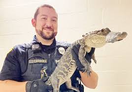 Alligator remains on the loose in West Mifflin | Pittsburgh Post-Gazette