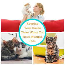 Keeping Your House Clean When You Have Multiple Cats Cats Cat Having Kittens Clean House