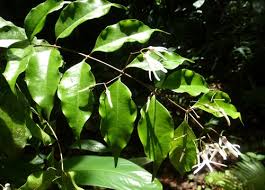 Image result for Baissea wulfhorstii