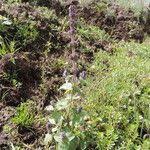 Image result for Coleus maculosus