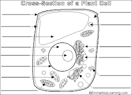 Structure of a generalized animal cell. Https Www Lhschools Org Downloads Plant 20animal 20cell 20diagrams Pdf
