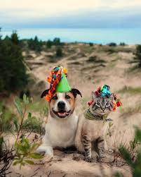 Henry Baloo On Instagram Happy 5th Birthday Henry Henricans Bubba It Feels Like It S Only Been Cute Cats And Dogs Animals Beautiful Cute Animals