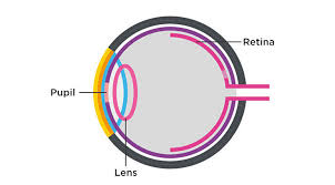 Jelaskan bagaimana cara menjelajahi situs web? Bagaimana Cara Kerja Mata Pada Manusia Essilor Indonesia