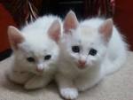 Turkish Angora Kittens for Sale & Cats for Adoption ...