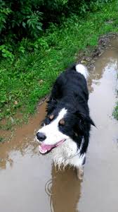 He Just Can T Resist The Puddles Best Dog Breeds Border Collie Rough Collie