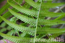 Image result for Christella hispidula