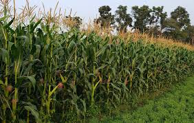 | meaning, pronunciation, translations and examples. Farmers Happy With Maize Cultivation In Kaliganj Dhaka Tribune