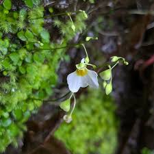 Image result for Utricularia striatula