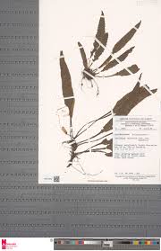 Image result for Asplenium variabile