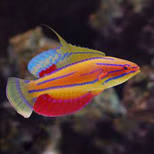 We did not find results for: 17 Jenis Ikan Hias Air Laut Yang Mudah Dipelihara Ikanesia Id