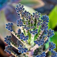 Chandelier Plant Mother Of Thousands Kalanchoe Delagoensis Unusual Plants Plants Succulents