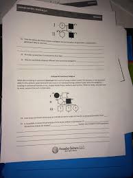 In maize starchy is dominant to sugary. Amoeba Sisters Video Recap Pedigrees Worksheet Answer Key Let Us Know About It Through The Report Button At The Bottom Of The Page
